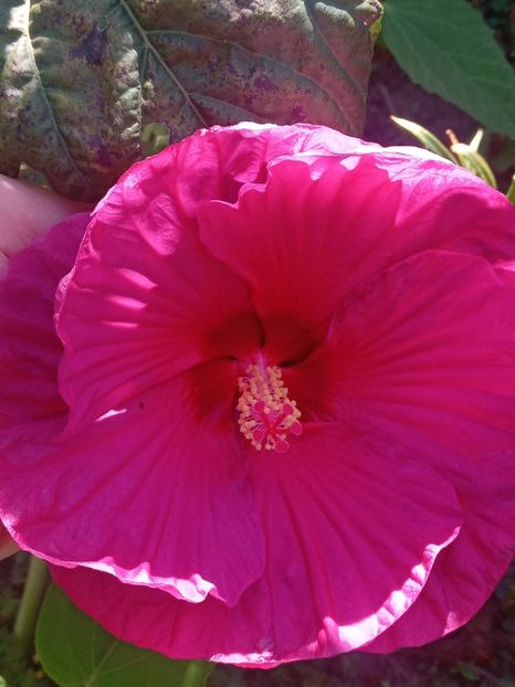  - HIBISCUS MOSCHETUOS