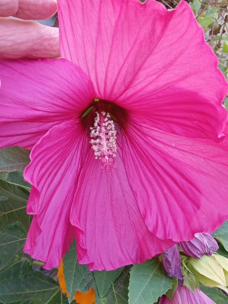  - HIBISCUS MOSCHETUOS