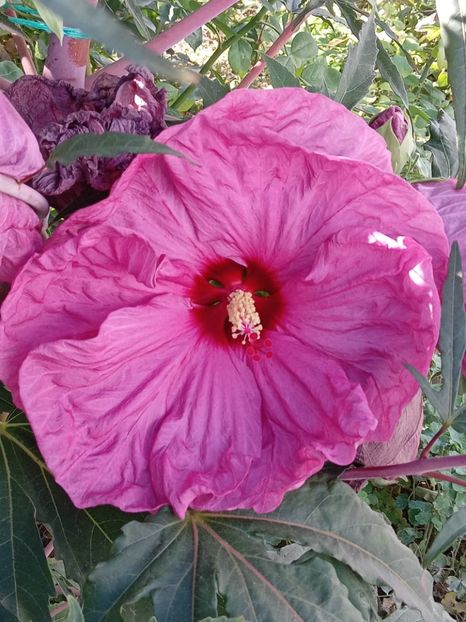  - HIBISCUS MOSCHETUOS