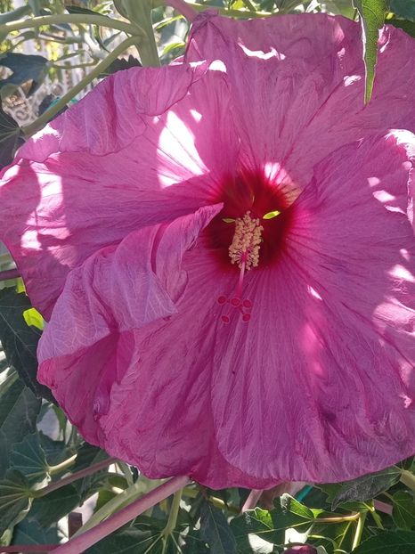 - HIBISCUS MOSCHETUOS