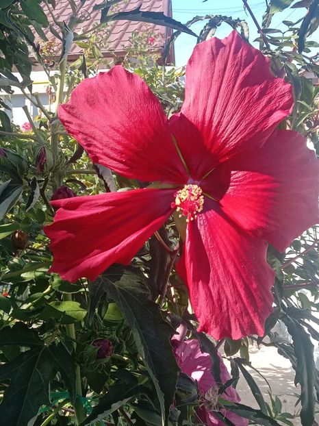  - HIBISCUS MOSCHETUOS