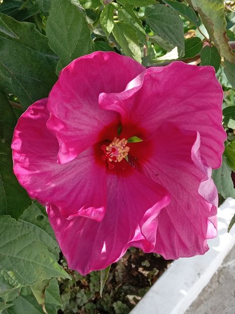  - HIBISCUS MOSCHETUOS