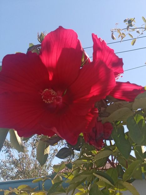  - HIBISCUS MOSCHETUOS