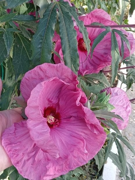 - HIBISCUS MOSCHETUOS