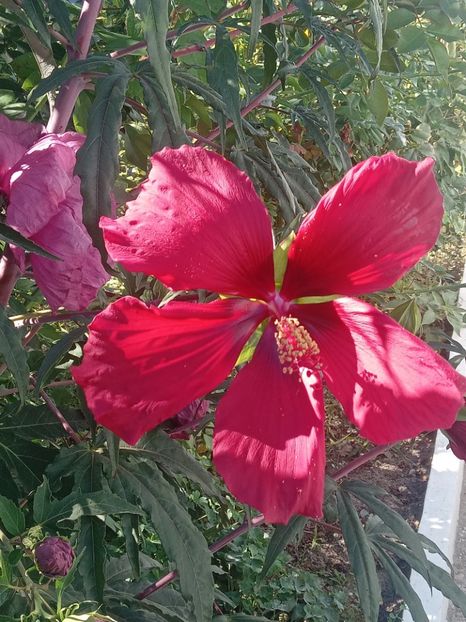  - HIBISCUS MOSCHETUOS