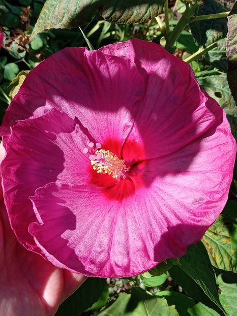  - HIBISCUS MOSCHETUOS