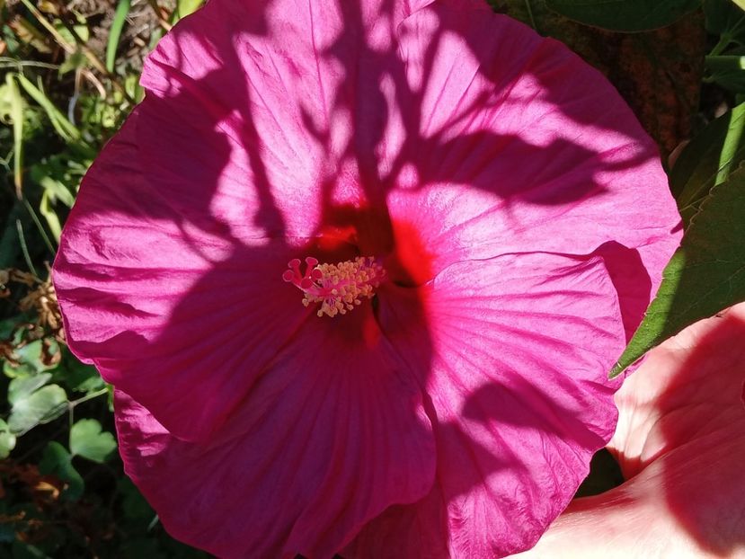  - HIBISCUS MOSCHETUOS
