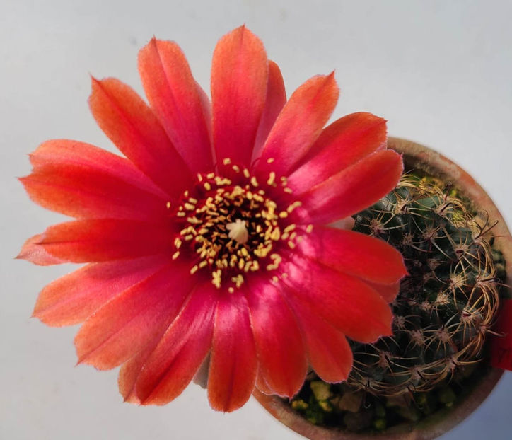 Lobivia hb Pan gift - Lobivia hb Pan