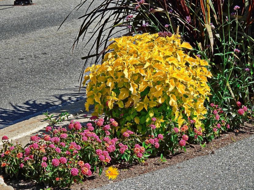 Street Flowers 3 - E - FLOWERS - Flori
