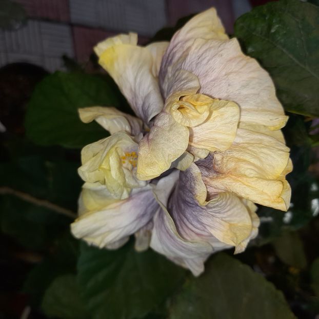 24.09.2025 - HIBISCUSI 2025-5