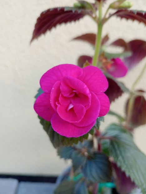  - RFs Marichuy Cabrales