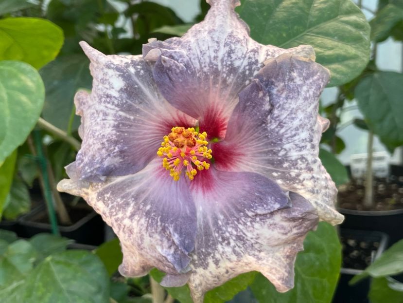  - 0006 - Hibiscusi 2025 - 3