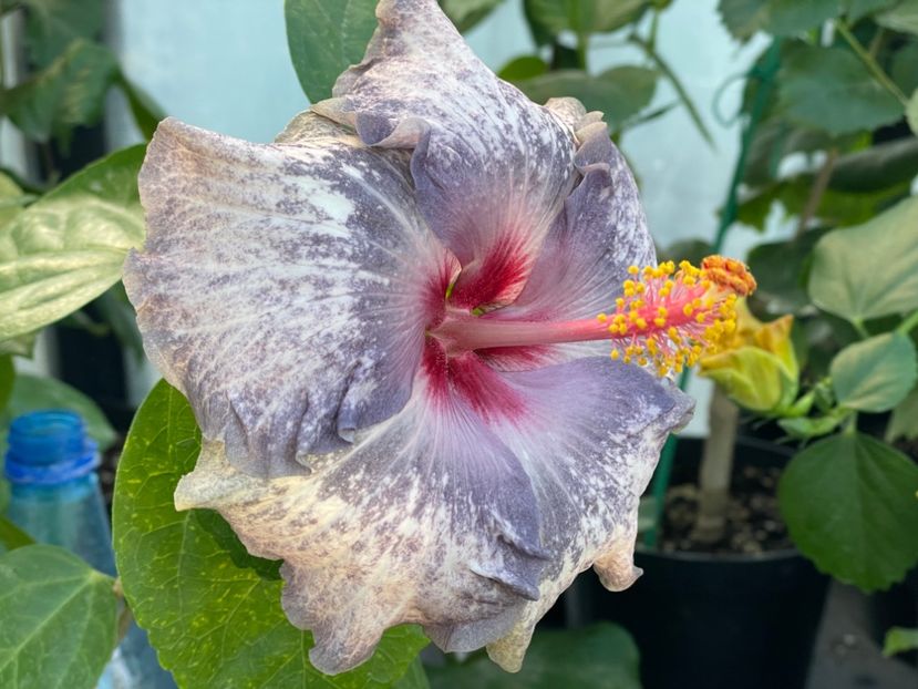  - 0006 - Hibiscusi 2025 - 3