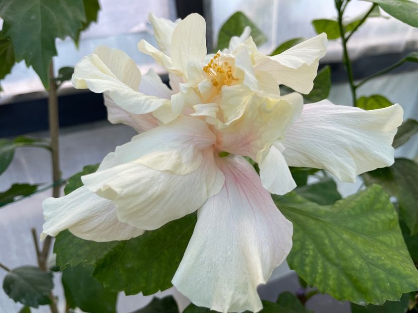  - 0006 - Hibiscusi 2025 - 3
