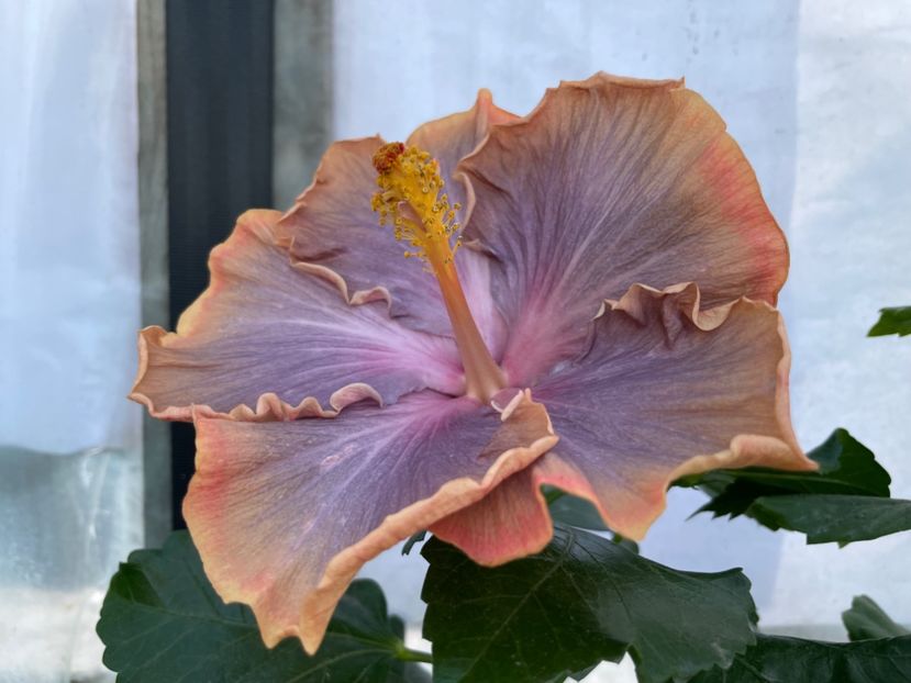  - 0006 - Hibiscusi 2025 - 3