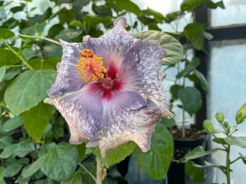  - 0006 - Hibiscusi 2025 - 3