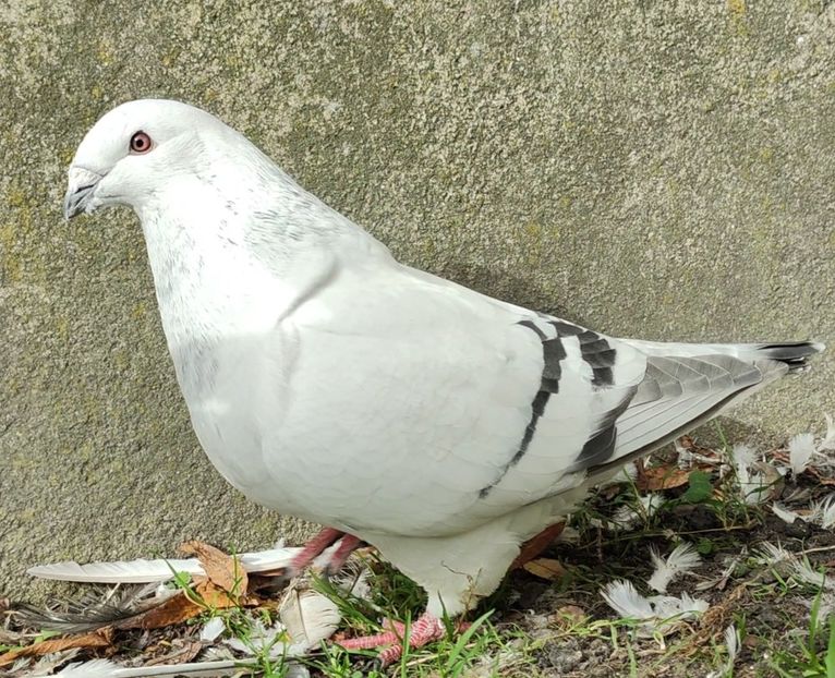 4 - c- MLODE 2025 YOUTH