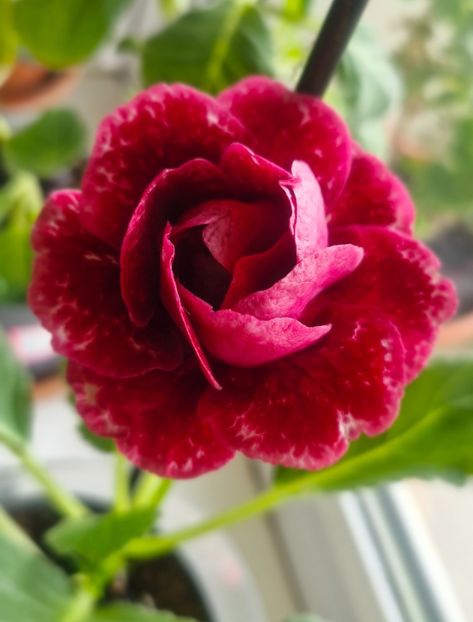 Gloxinia - Gloxini 2012-2025