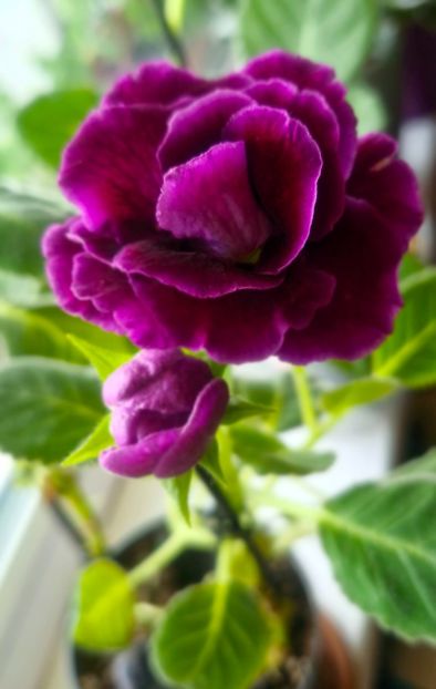 Gloxinia - Gloxini 2012-2025