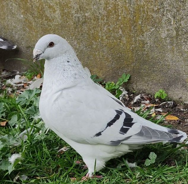 42 - b- SAMICZKI-Females