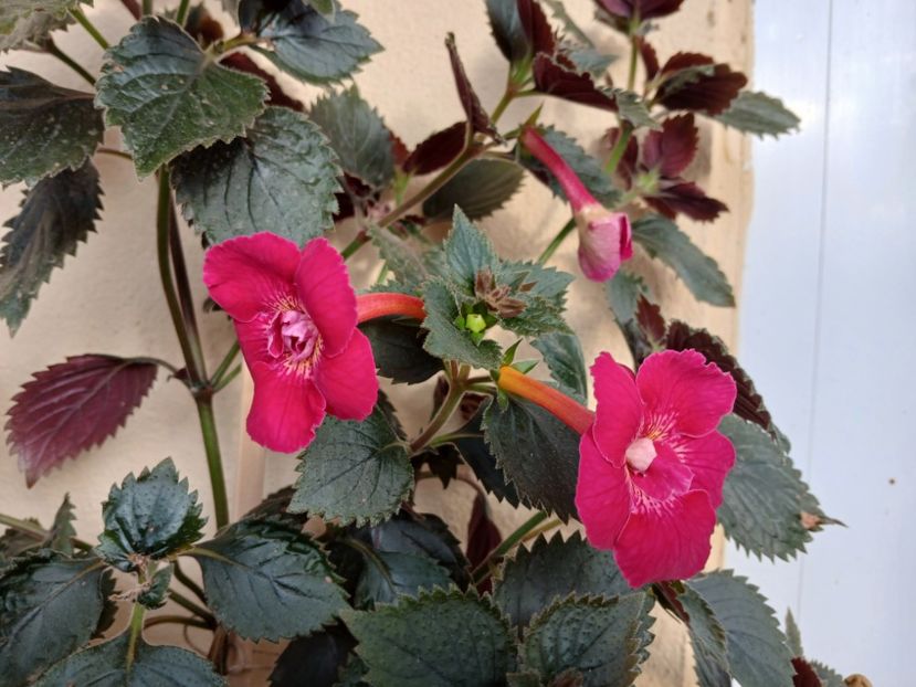  - Rfs Silvia Marinovici