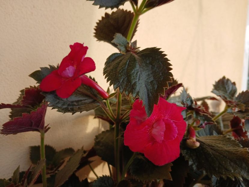  - Rfs Silvia Marinovici