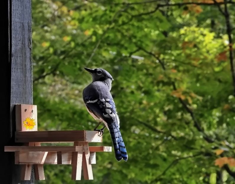 Blue Jay (Jeai Bleu) - C - BIRDS - Pasari