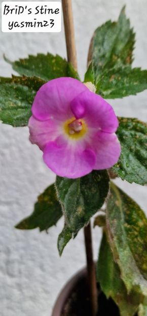 25.09.2025 - BriDs Stine