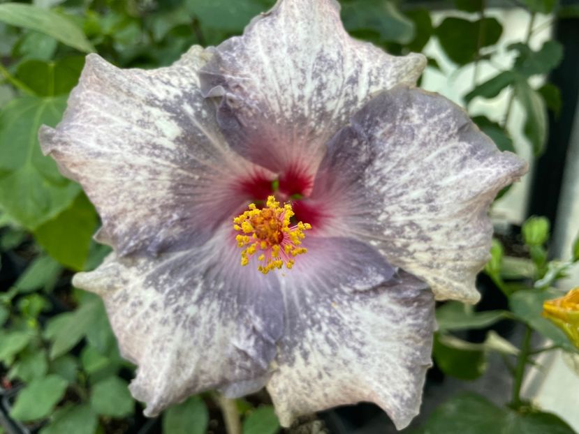  - 0006 - Hibiscusi 2025 - 3