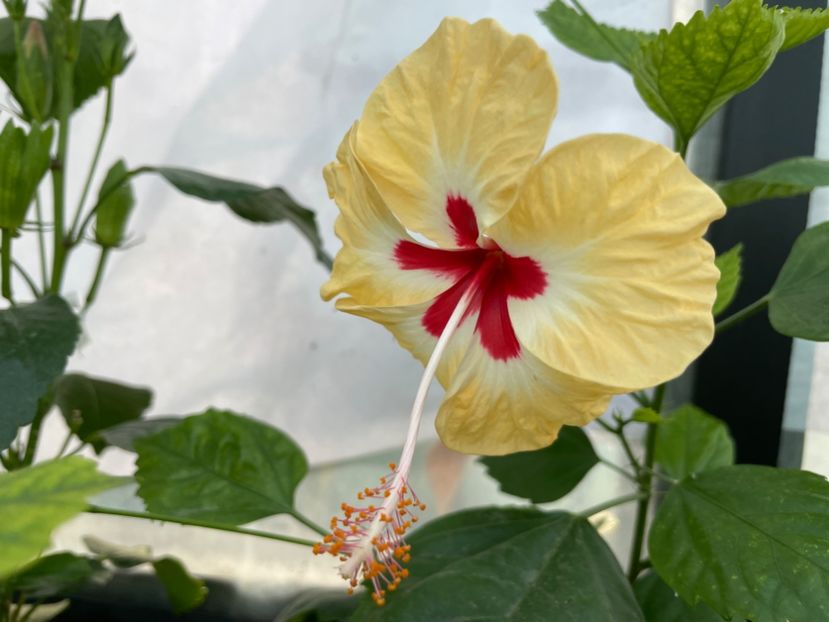  - 0006 - Hibiscusi 2025 - 3