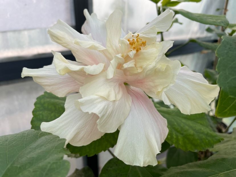  - 0006 - Hibiscusi 2025 - 3