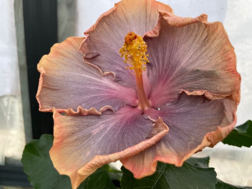  - 0006 - Hibiscusi 2025 - 3