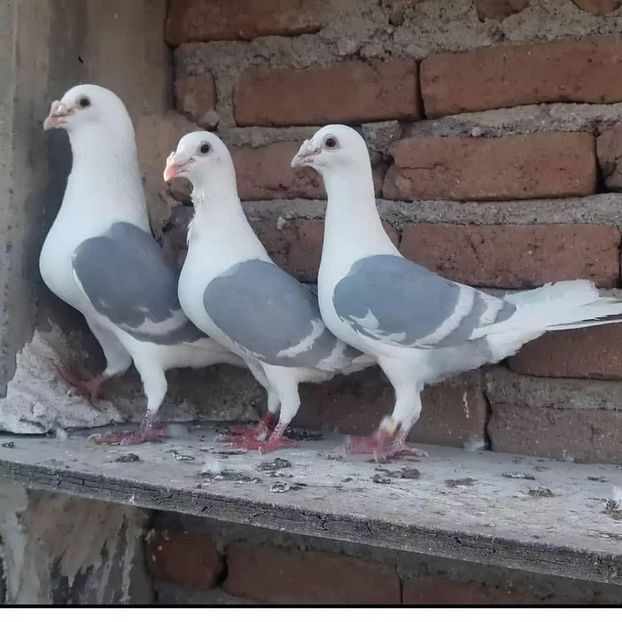  - Nu îmi aparțin 10