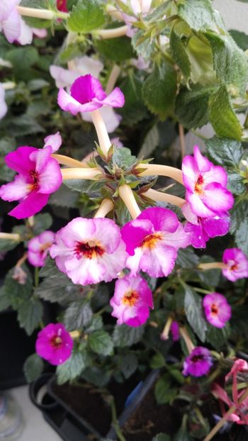  - 2025-Coup de Foudre