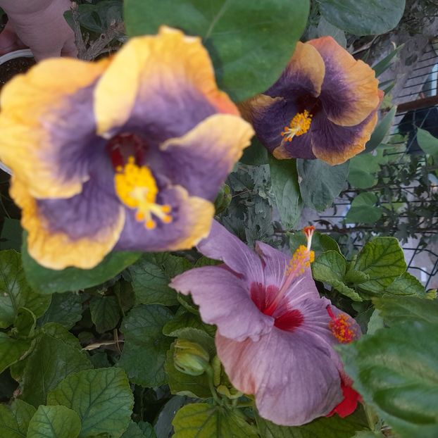 26.09.2025 - HIBISCUSI 2025-5