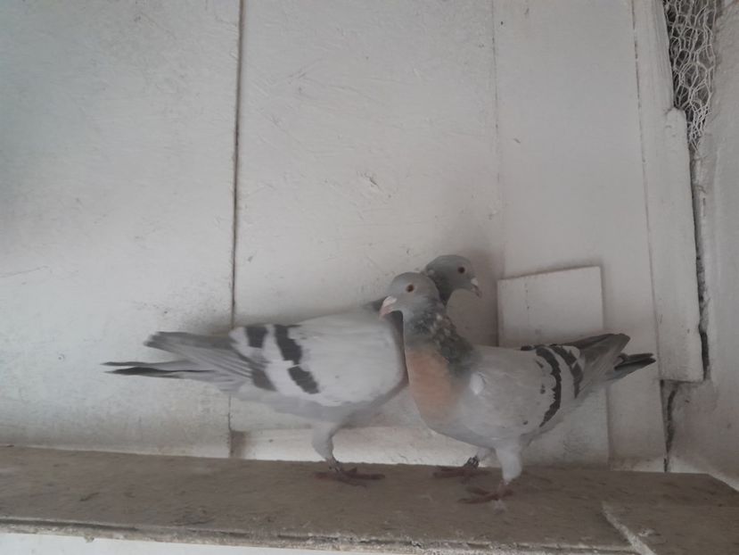  - ciocarlii de Coburg