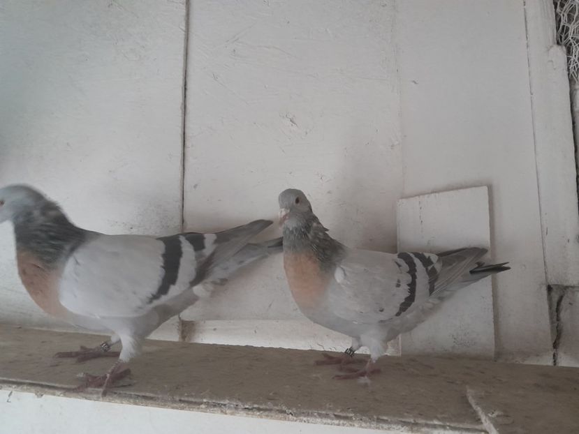  - ciocarlii de Coburg