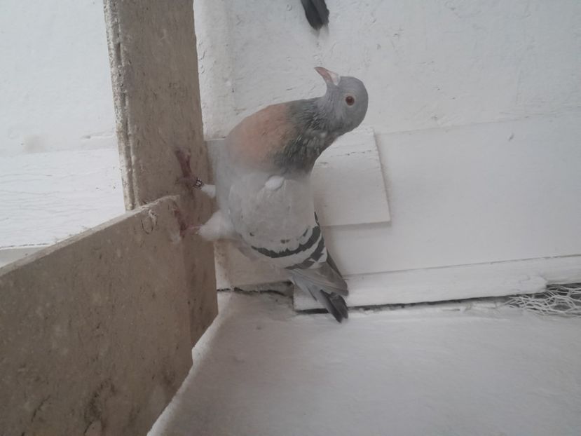  - ciocarlii de Coburg