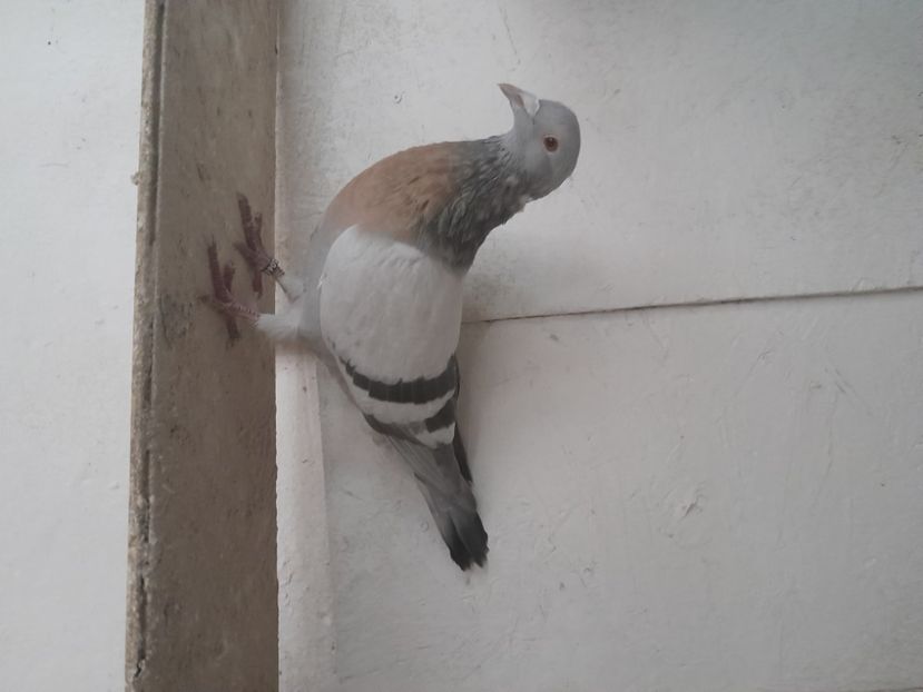  - ciocarlii de Coburg