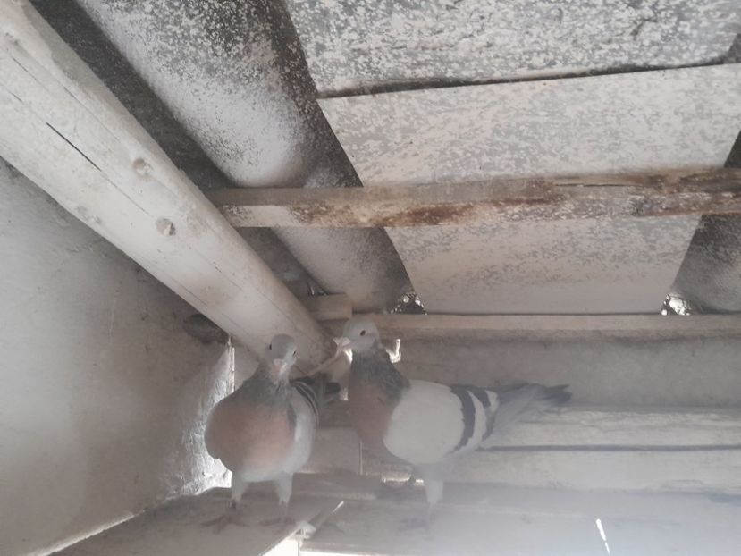  - ciocarlii de Coburg