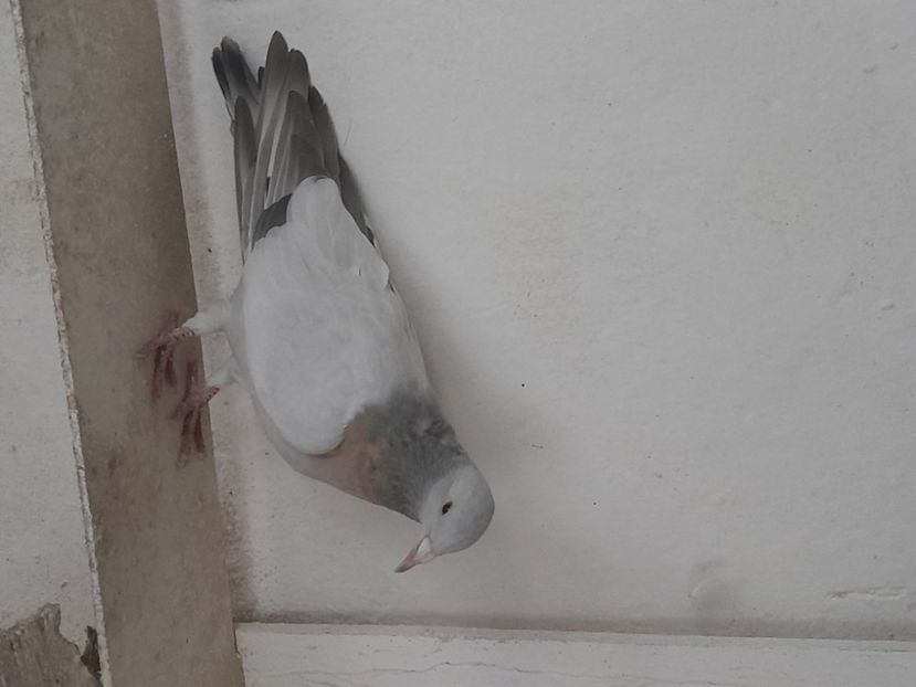  - ciocarlii de Coburg