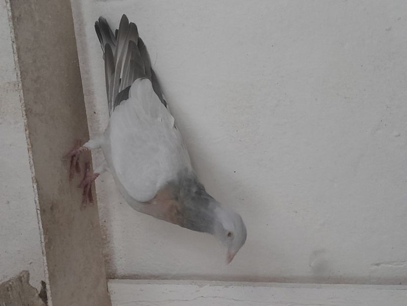  - ciocarlii de Coburg