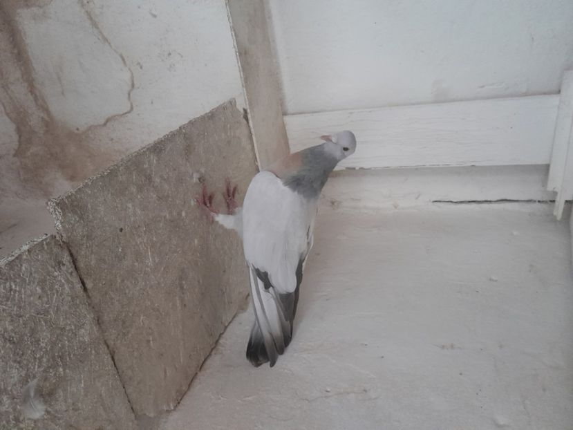  - ciocarlii de Coburg