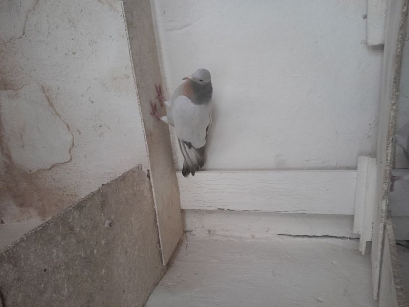  - ciocarlii de Coburg