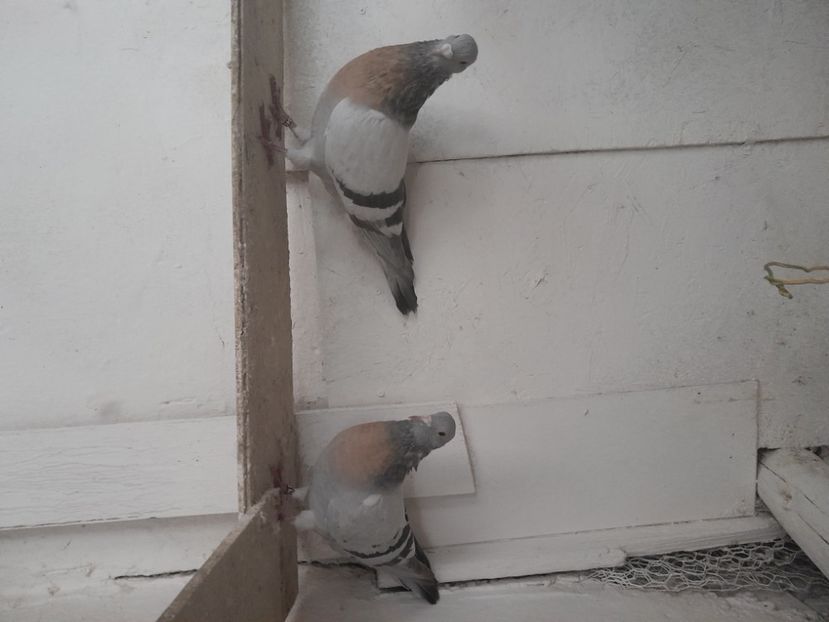  - ciocarlii de Coburg