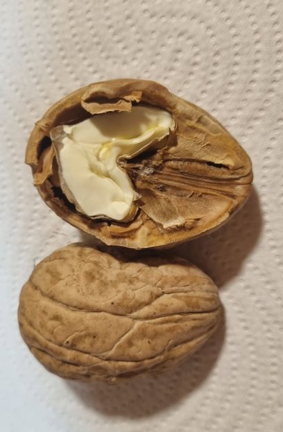  - Nuc VELIKI SARBSKI