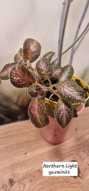 26.09.2025 - 3-Episcia