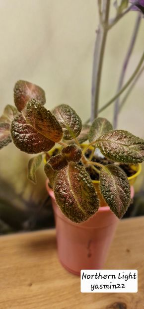 26.09.2025 - 3-Episcia