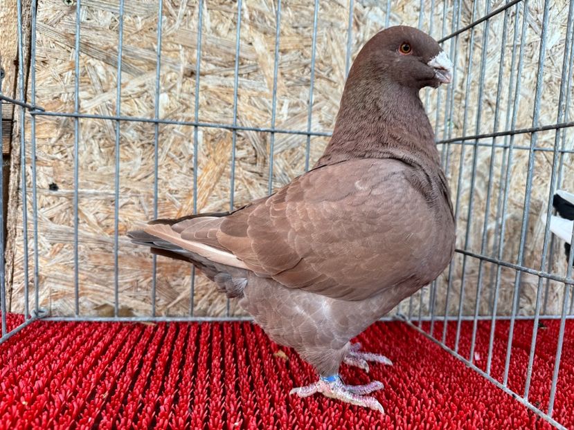 1-0 2024 - De vânzare