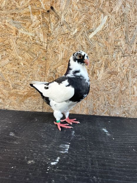 1-0 2025 - De vânzare